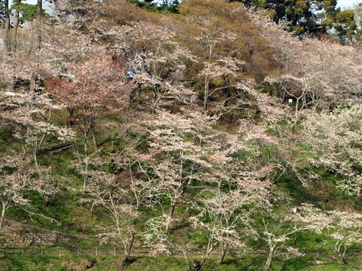 新城 桜淵公園 09 04 01