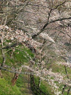 新城 桜淵公園 09 04 01